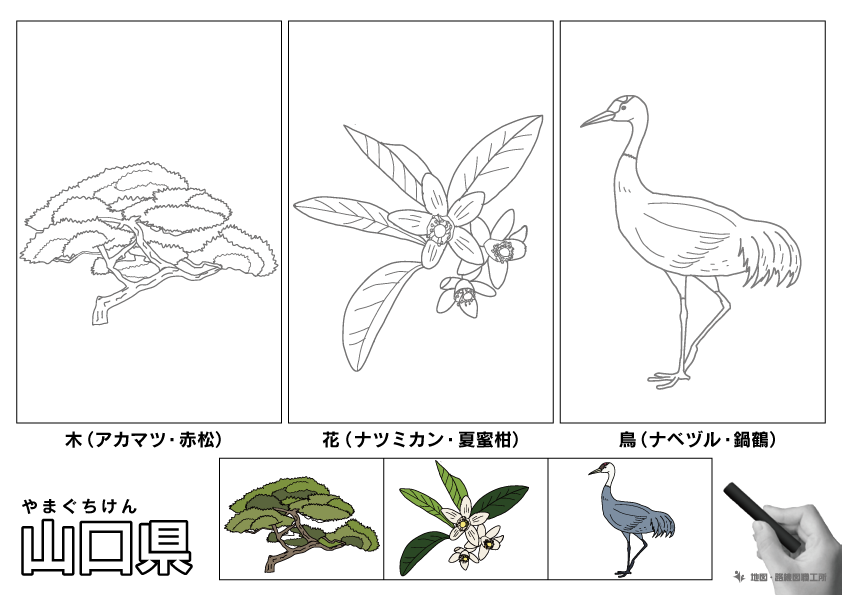 山口県の 県木 県花 県鳥 ぬりえ イラストを無料ダウンロード