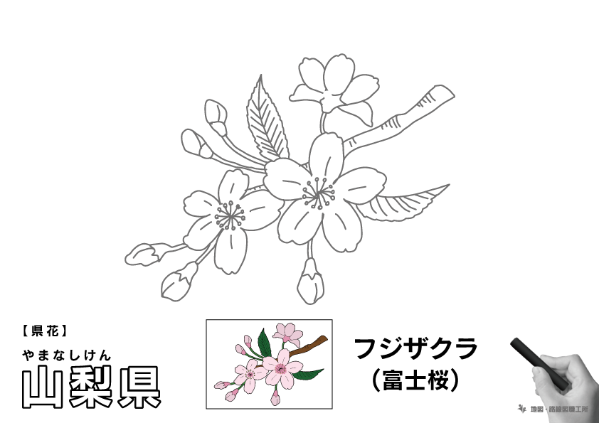 県花 山梨県 フジザクラ(富士桜)のイラスト・ぬりえ