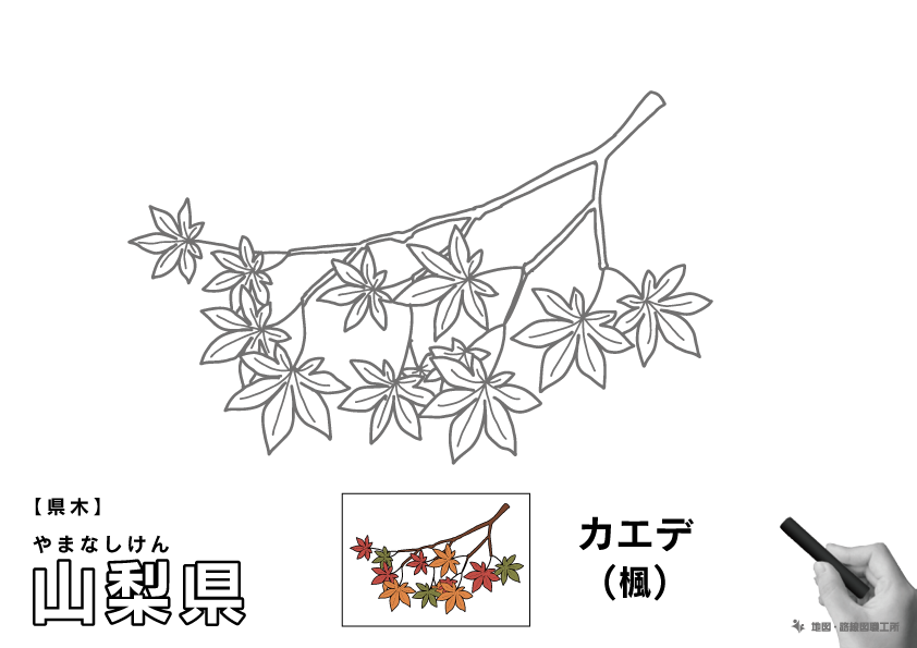 県木 山梨県 カエデ(楓)のイラスト・ぬりえ