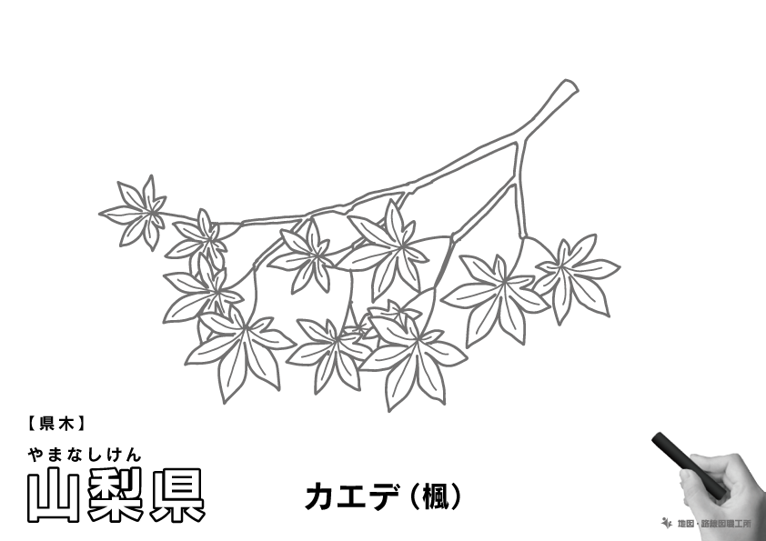 県木 山梨県 カエデ(楓)のイラスト・ぬりえ