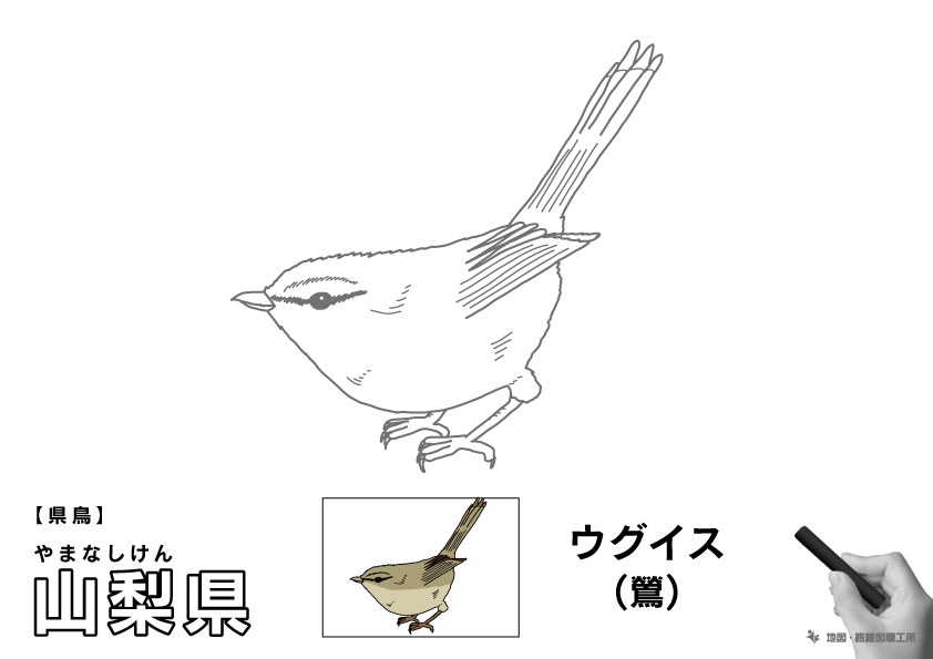 県鳥 山梨県 ウグイス(鶯)のイラスト・ぬりえ