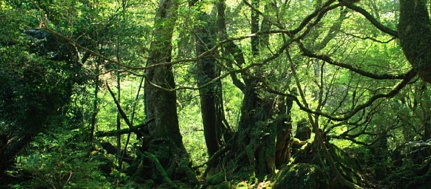 屋久島